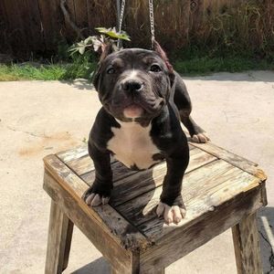 Meet your Posher, Bentron